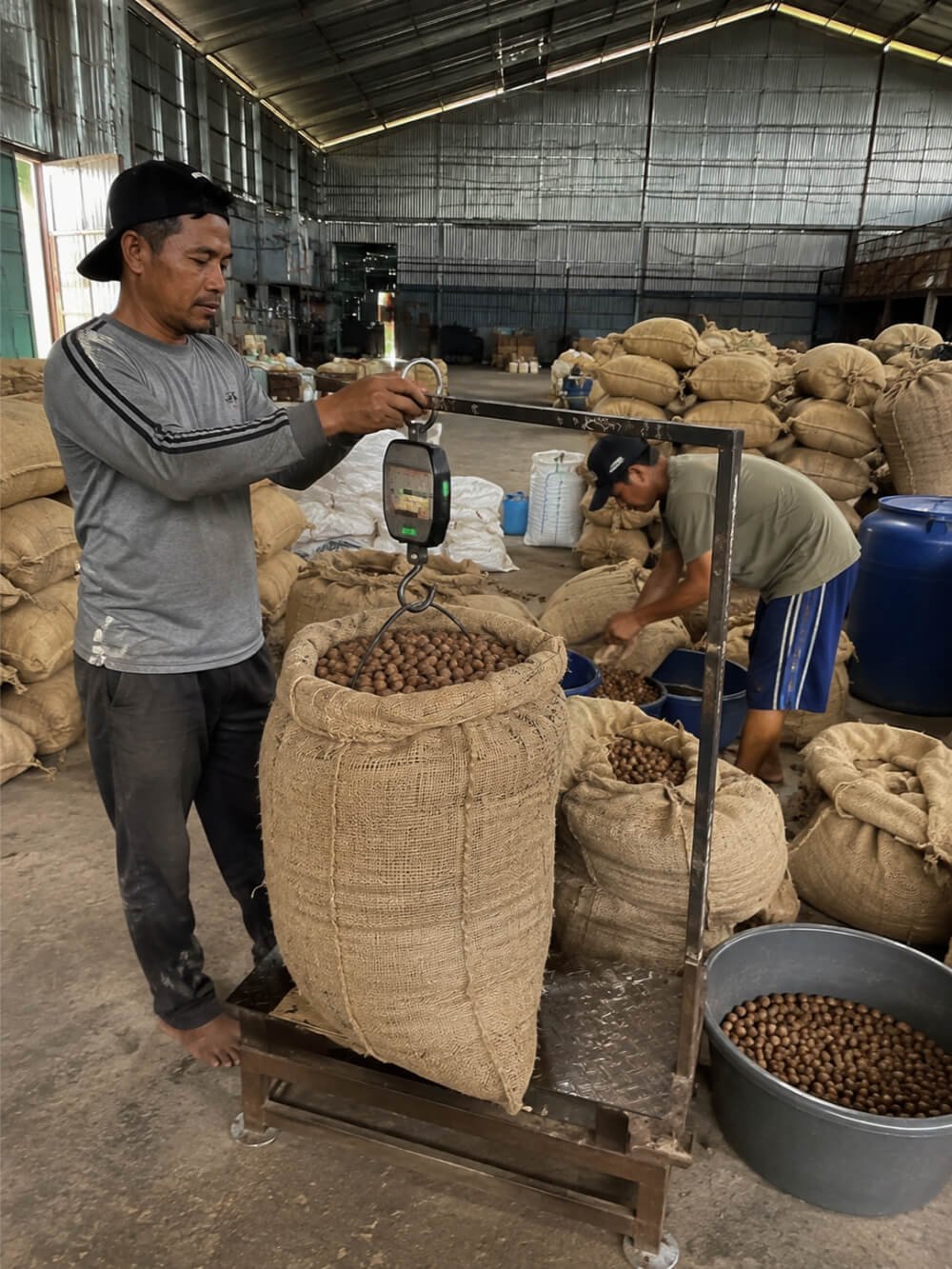 gallery-golden-pinang12